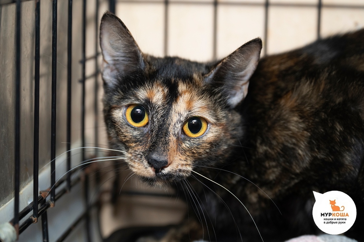 Робуста домашняя кошечка, отдали по семейным обстоятельствам.