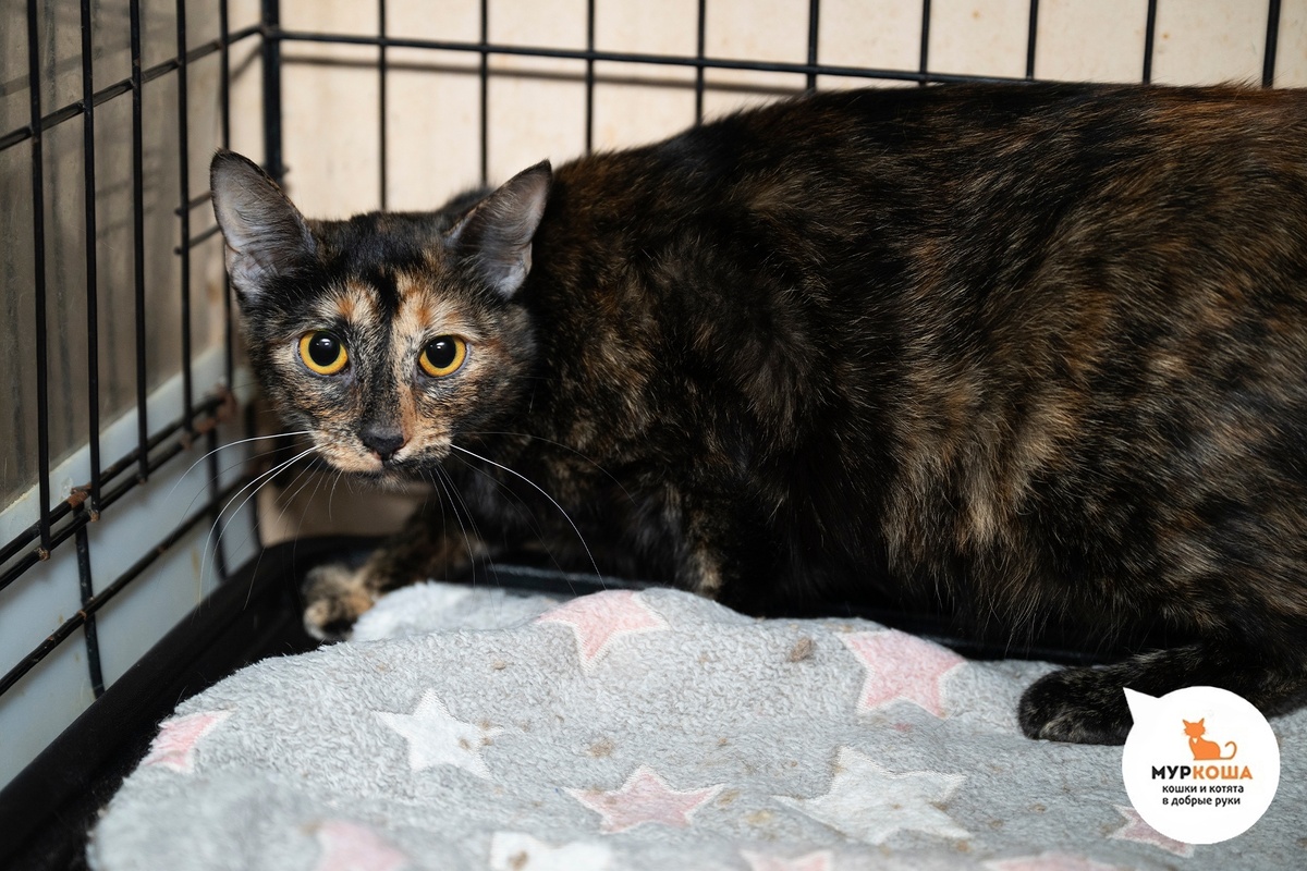 Робуста очаровательная кошечка.