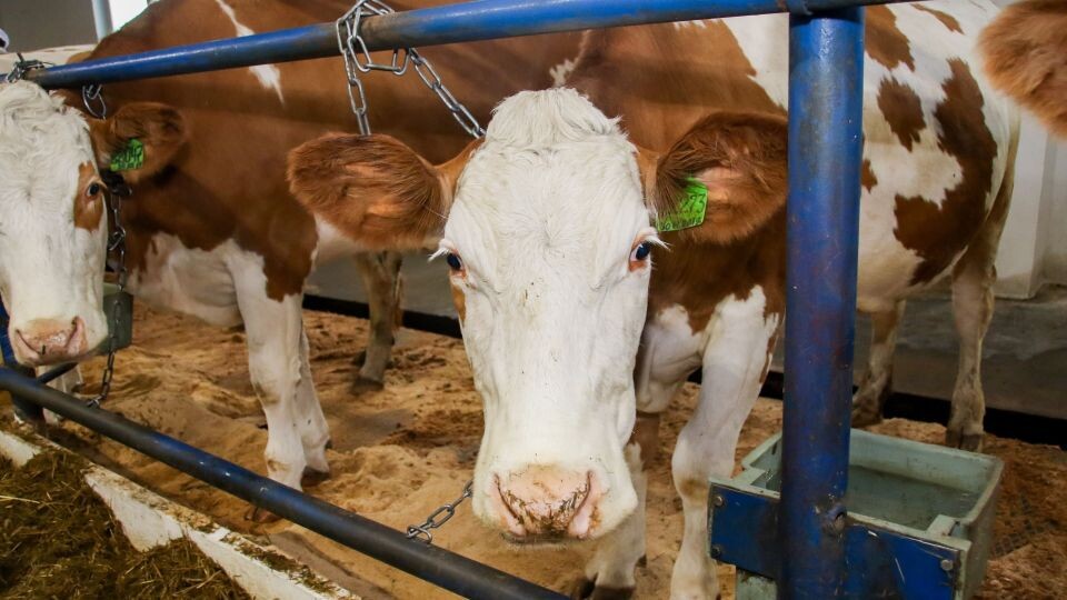    Животноводческий комплекс. Коровы.. Источник: Виталий Барабаш