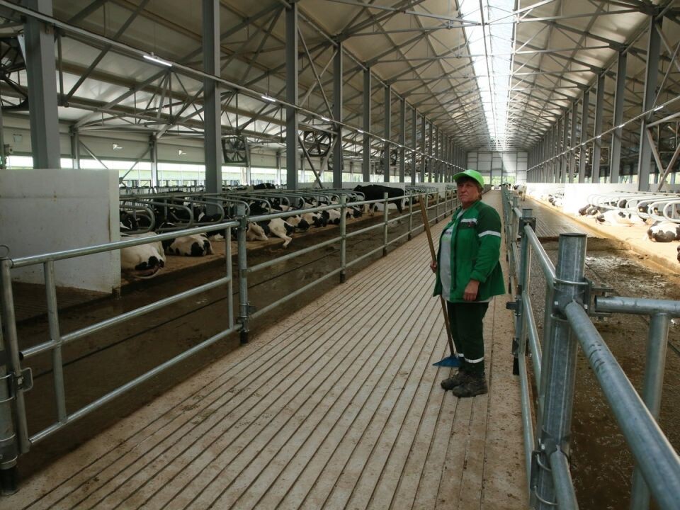    Молочная ферма. Источник: Антон Федотов