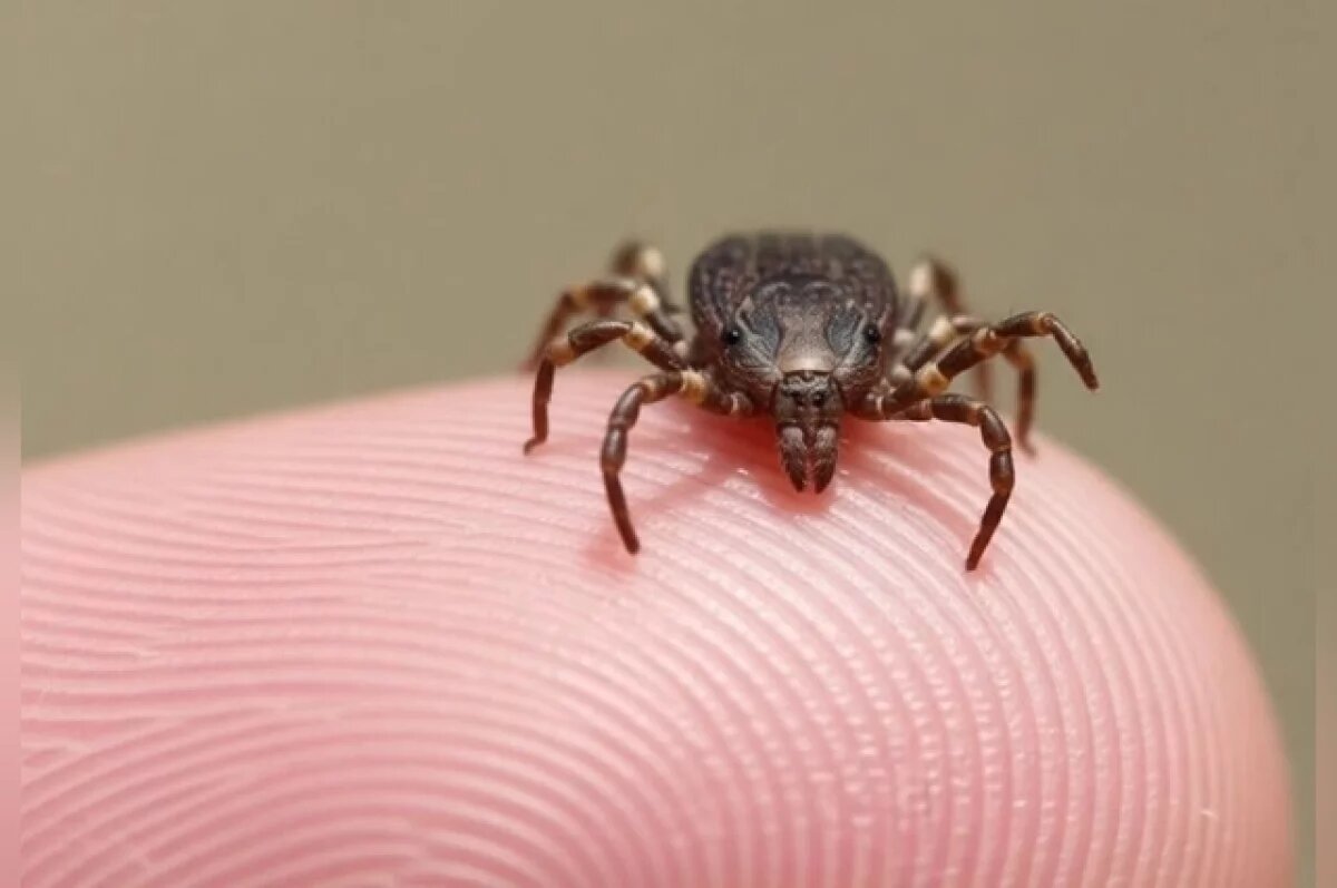    Новосибирцам объяснили, насколько клещи опасны весной