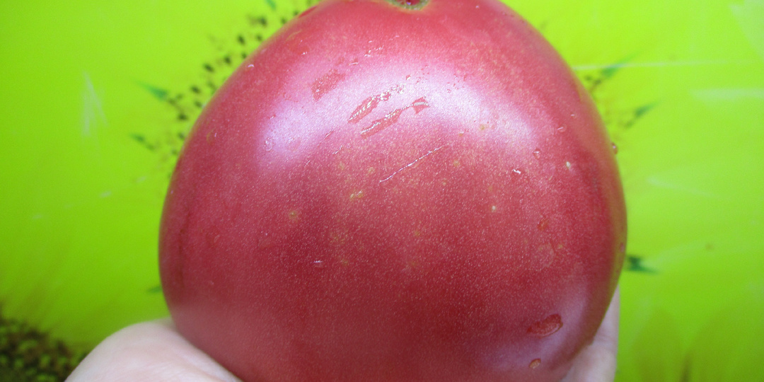 Томат СИБИРСКИЙ БРОЙЛЕР высадила в теплицу в первую очередь. Проверяем ХОЛОДОСТОЙКОСТЬ сорта!