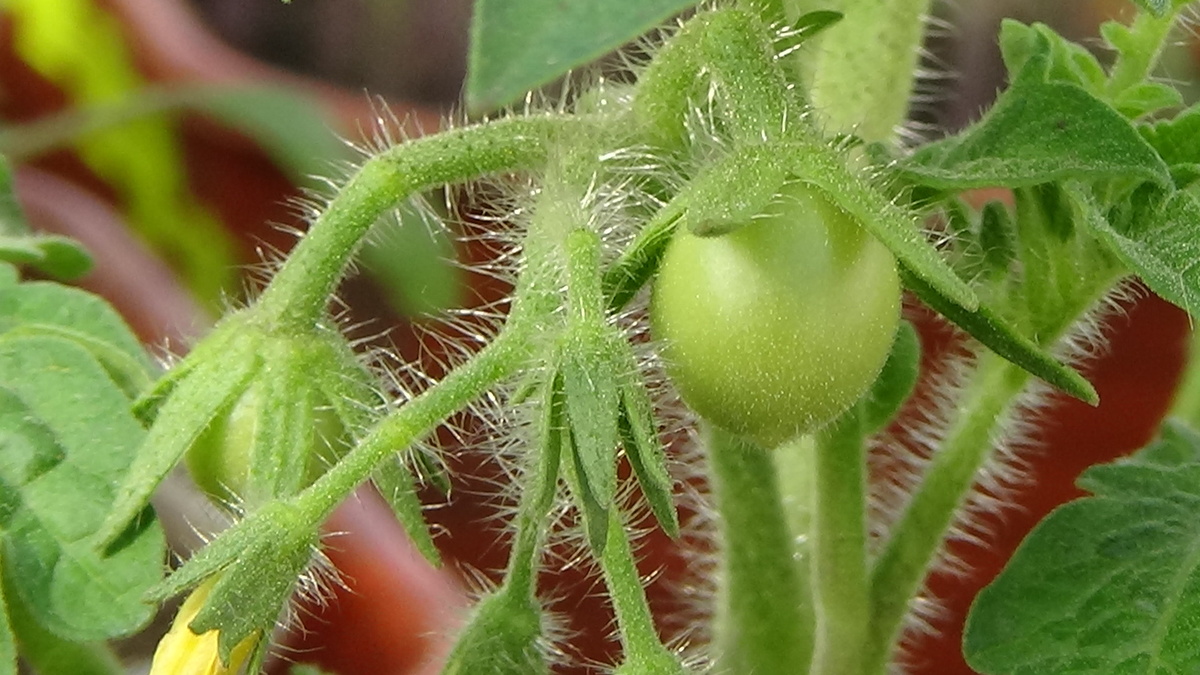 Томат Ренет 15 апреля. №5 в каталоге.