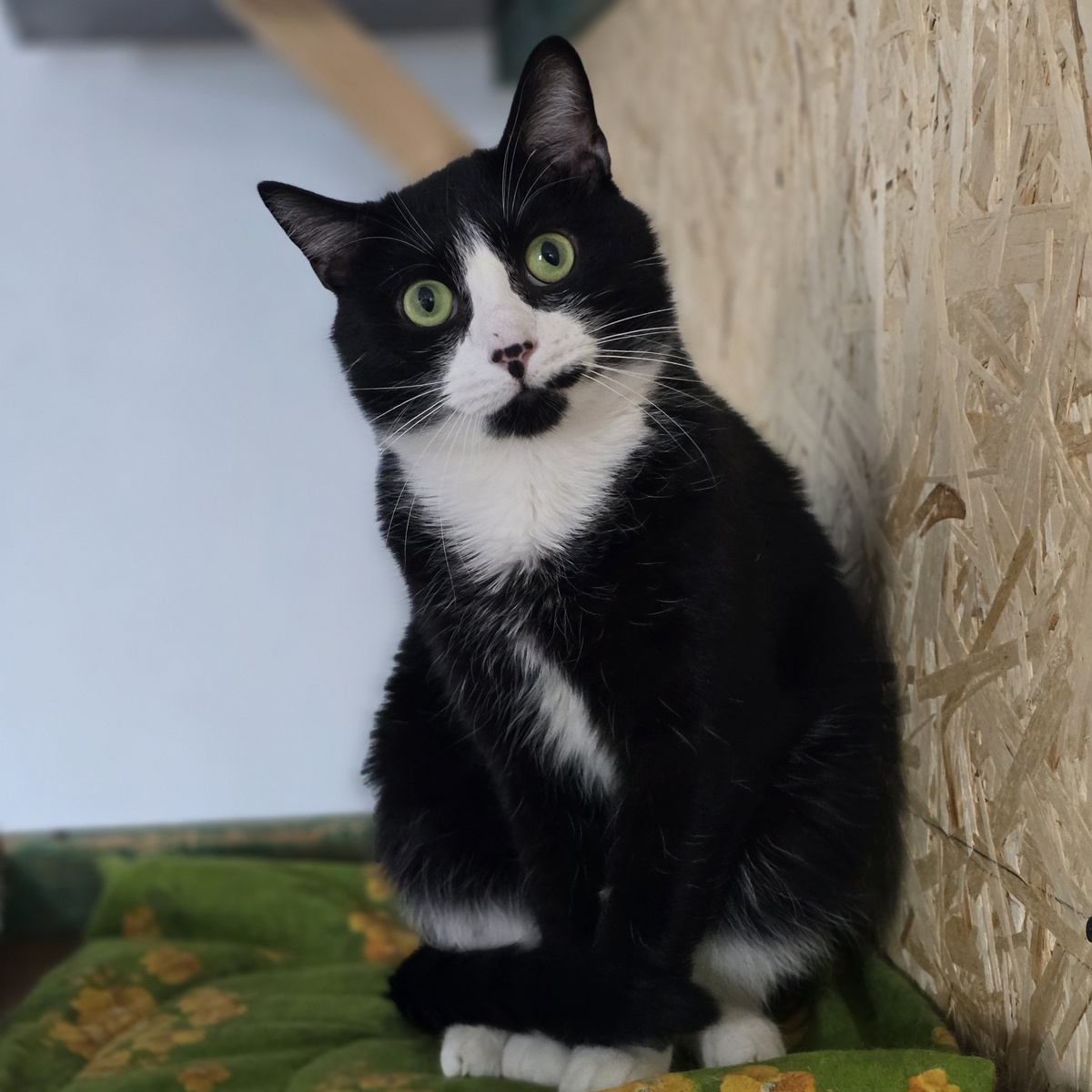 Тимур смотрит так, будто знает что-то важное