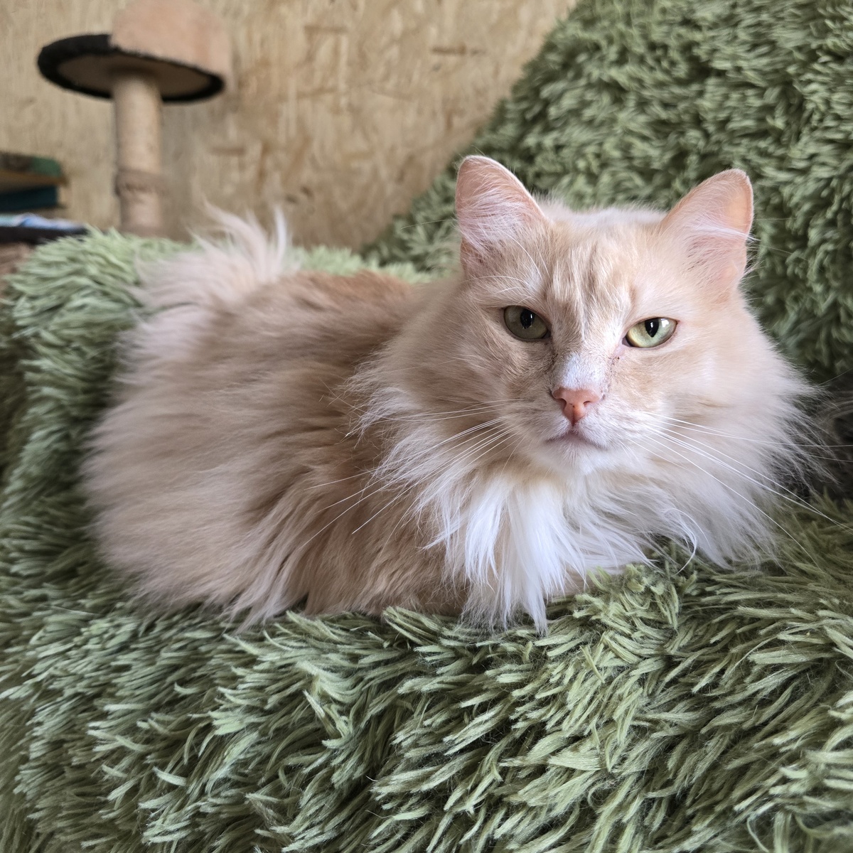 Персик мечтает о тепле и новой комнате