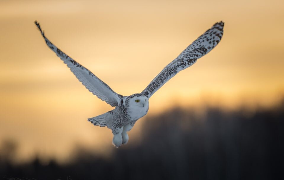    Белая сова в Алтайском крае. Источник: Алексей Эбель