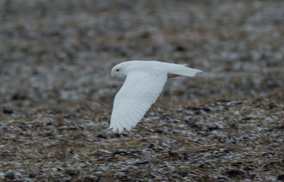    Полярная сова в Алтайском крае. Источник: Предоставлено фотографом-натуралистом Алексеем Эбелем