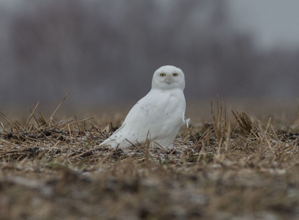    Полярная сова в Алтайском крае. Источник: Предоставлено фотографом-натуралистом Алексеем Эбелем