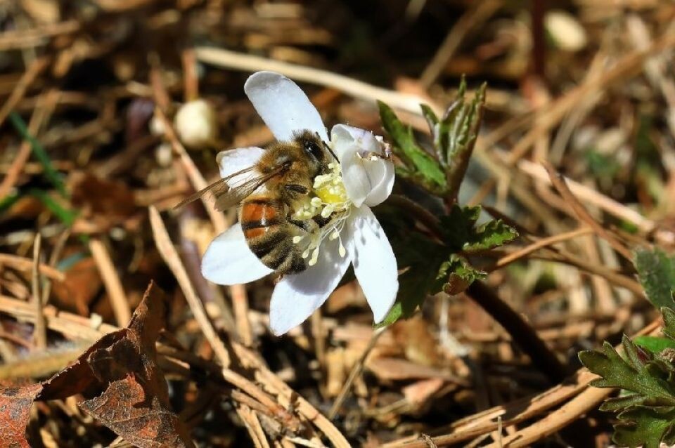    Первоцветы в Алтайском заповеднике. Источник: Александр Лотов