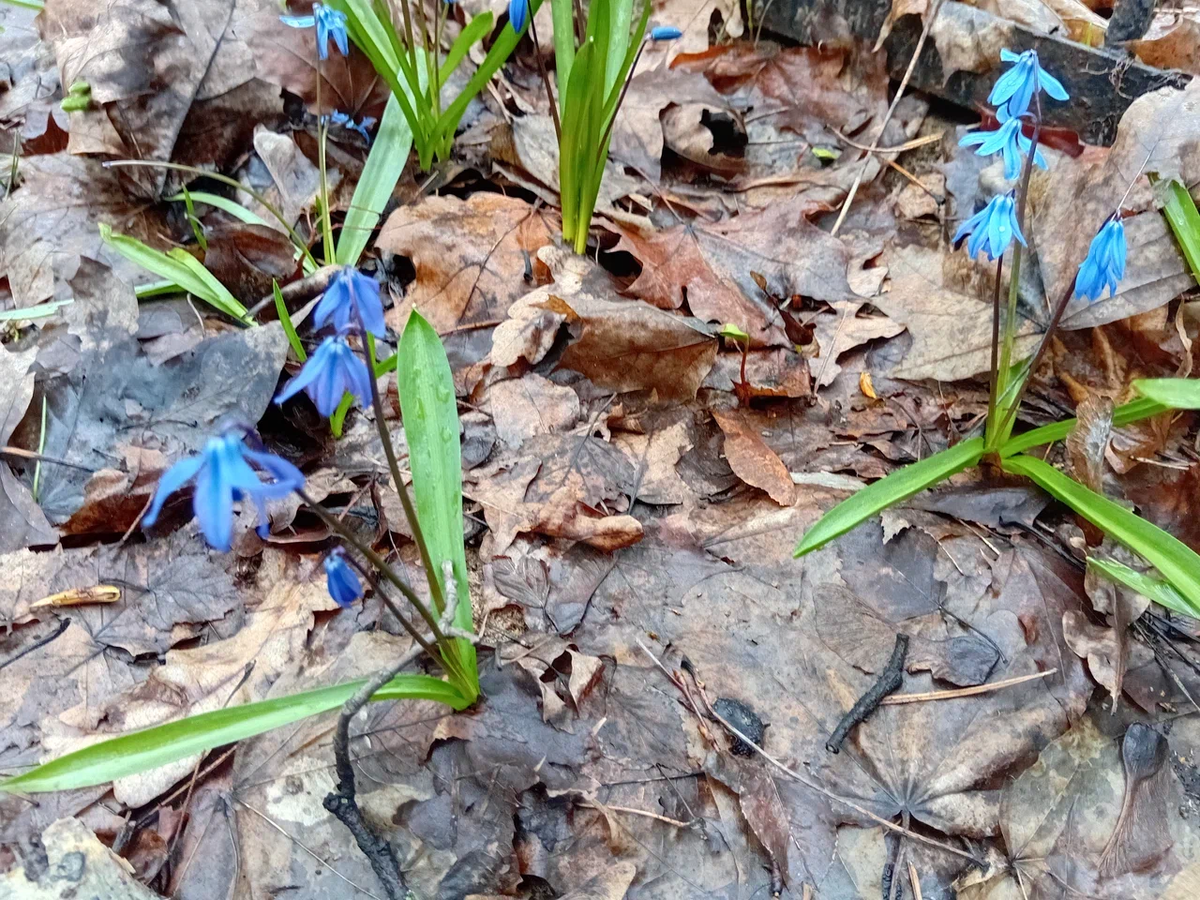 ...И расцвел подснежник 