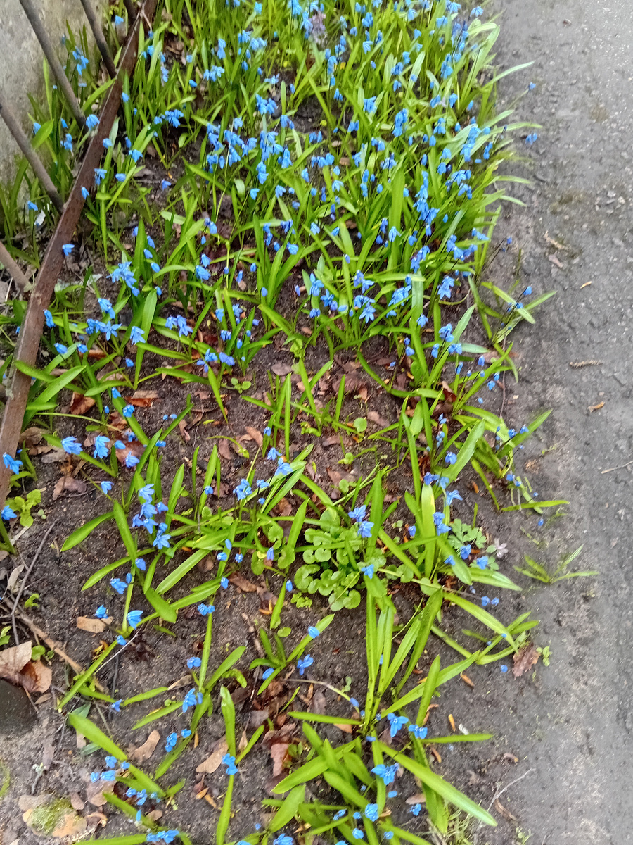 Подснежники