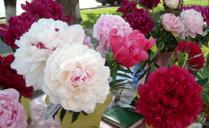 Посадка пионов весной: сроки, правила и пошаговая инструкция