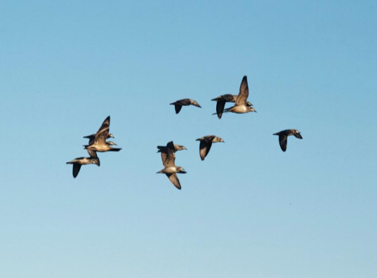 Сочинения на тему «Пернатые гости»