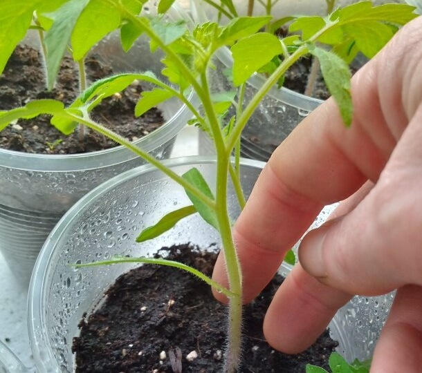 Чем подкормить тонкие-звонкие томаты для утолщения стебля и укрепления: двойная подкормка. И если рассада бледная и листья мелкие