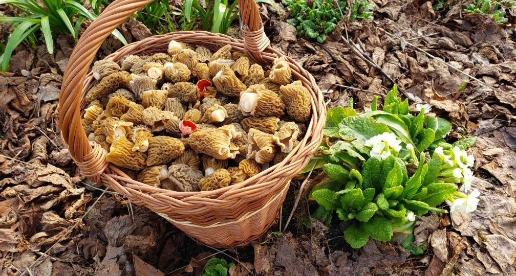 Где сейчас растут грибы? И кто их собрал. Очеты от подписчиков за неделю 13-20.04.26