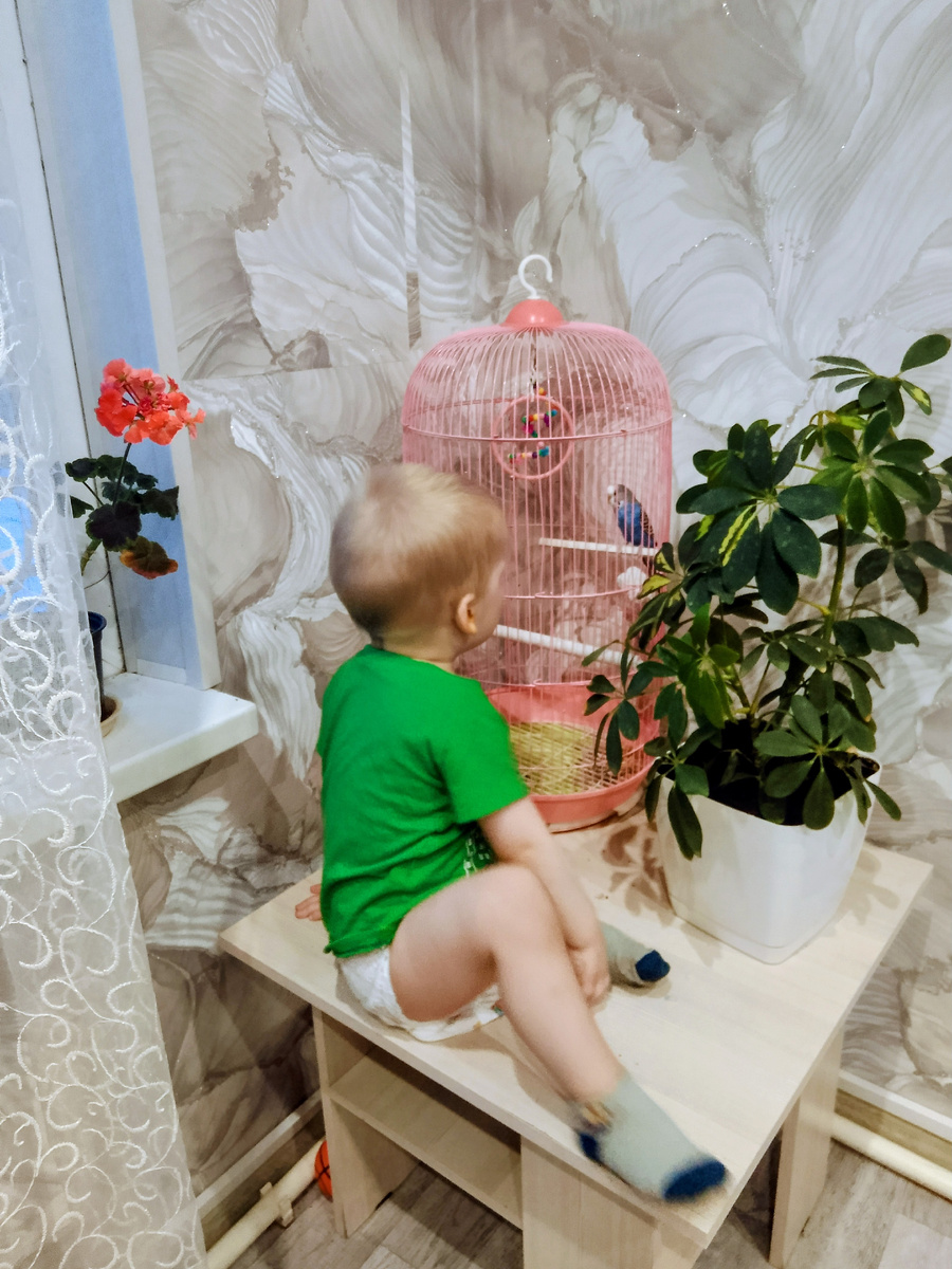 Шефлера переехала в больший горшок