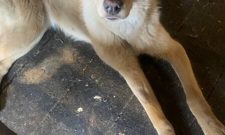 Сегодня очень ответственный день, День Добра, посвещённый зарплате для замечательной, трудовой команды приюта и на крупу желательно.