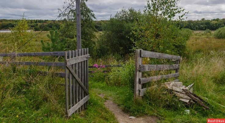 Волчья ягода.