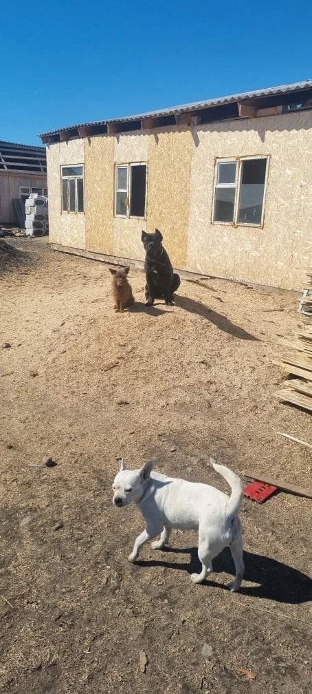 Вот такие у нас разномастные и разнопородные питомцы🤣