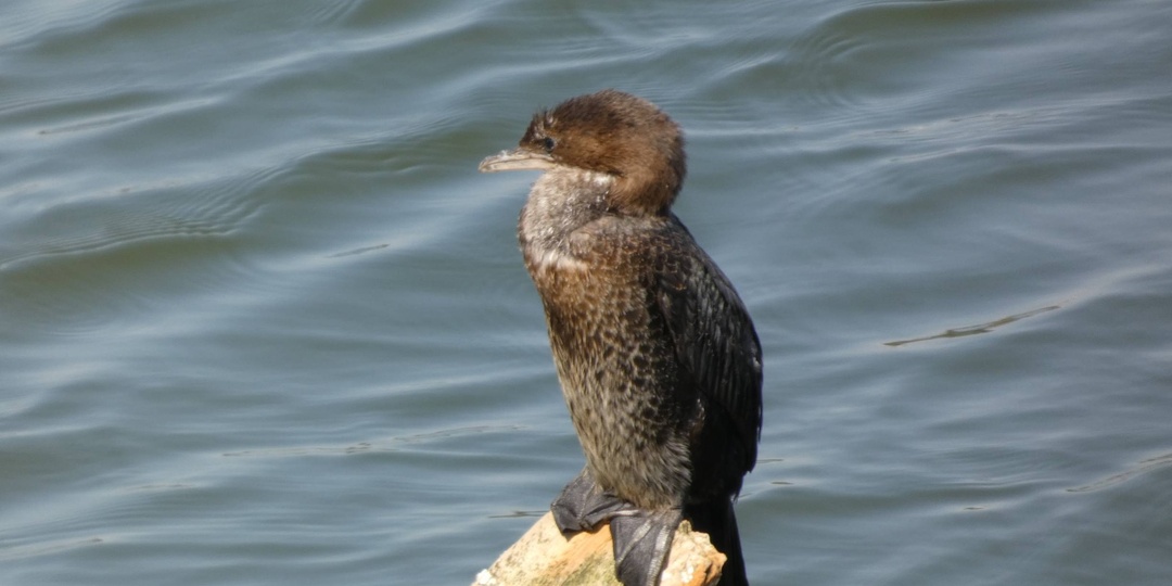 Мозаика современного Баку