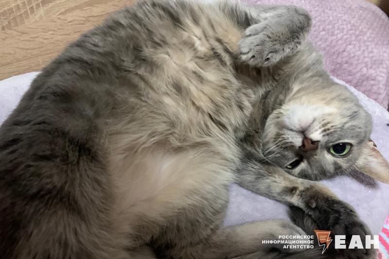    ЕАН. Серая кошка