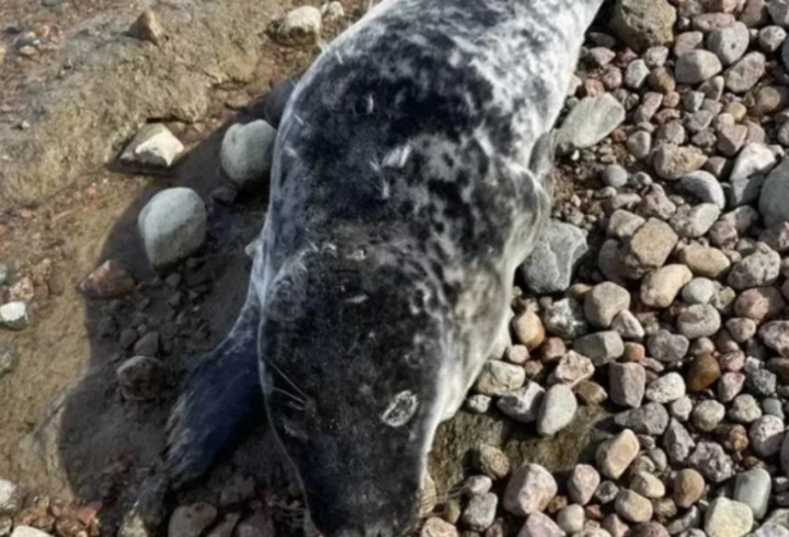 фото: vk.com/sealrescue