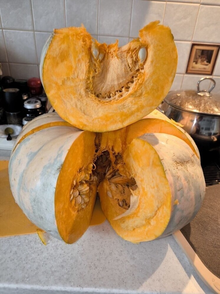     Сегодня Россия входит в тройку мировых лидеров по сбору тыквы, уступая только Китаю и Индии. Фото: Татьяна Кравченко