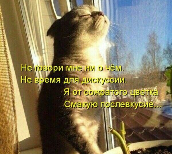 Котомемы новая подборка