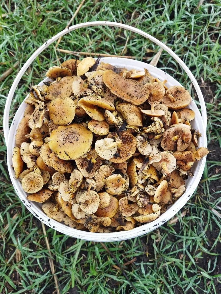 Pholiota conissans (Чешуйчатка пыльная)