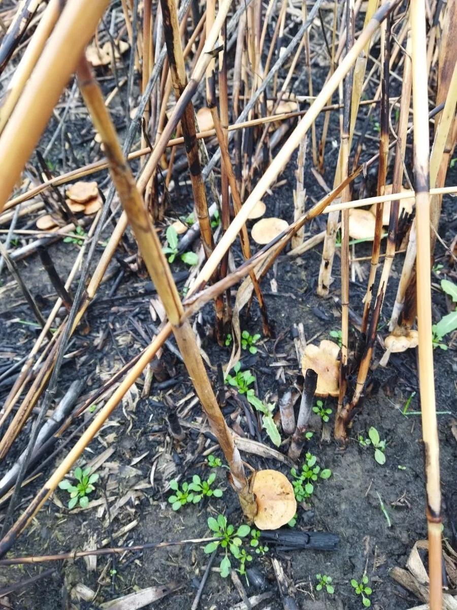 Pholiota conissans (Чешуйчатка пыльная)