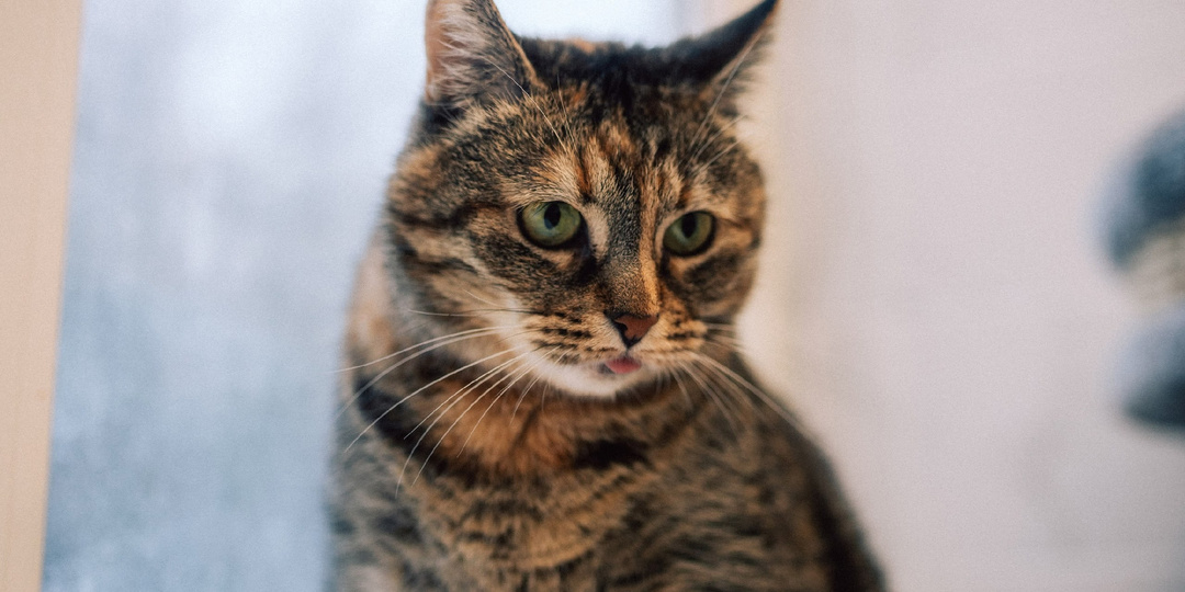 Помощь приюту и котикам 🐾❤️