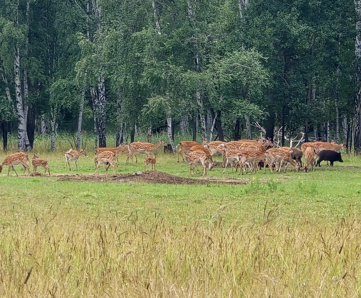 По дороге от Новоалексеевского до Северки
