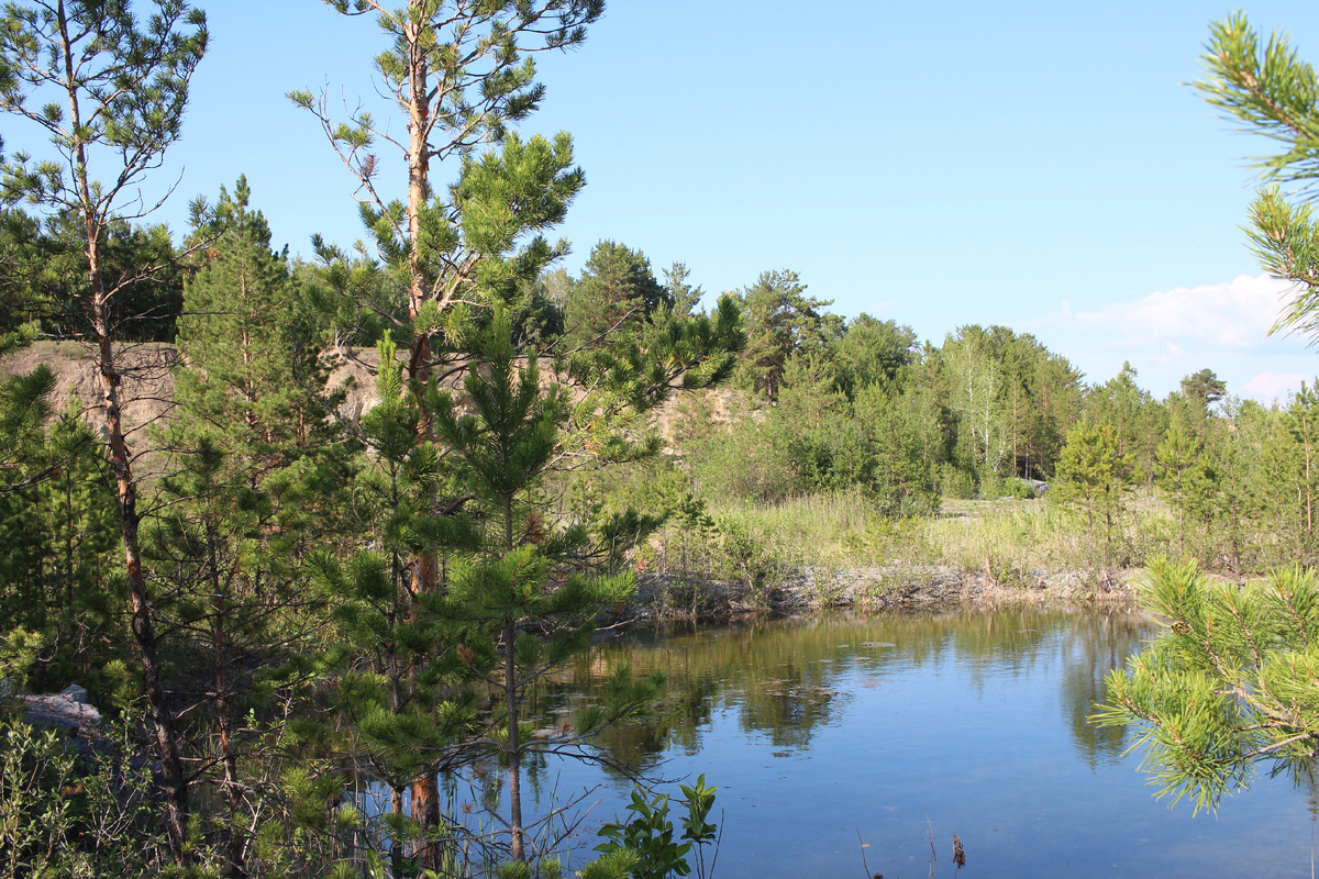 Кудряшовский бор летом