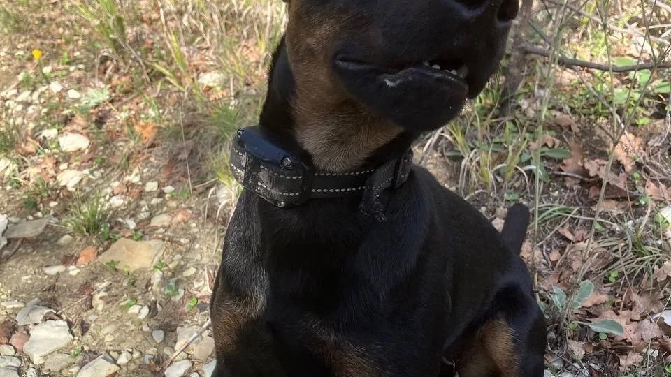 Как научить собаку ждать, пока вы пьете кофе (самый сложный навык)