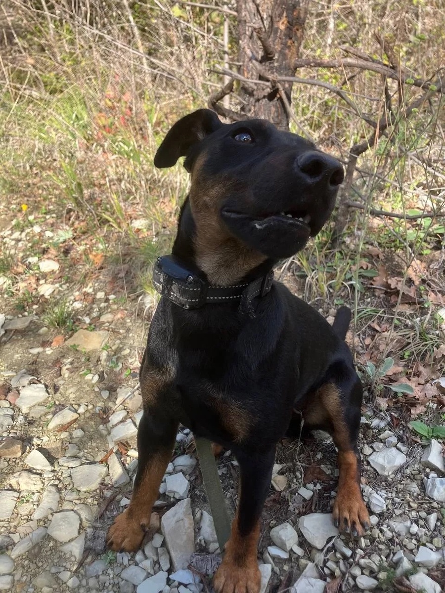 Как научить собаку ждать, пока вы пьете кофе (самый сложный навык)