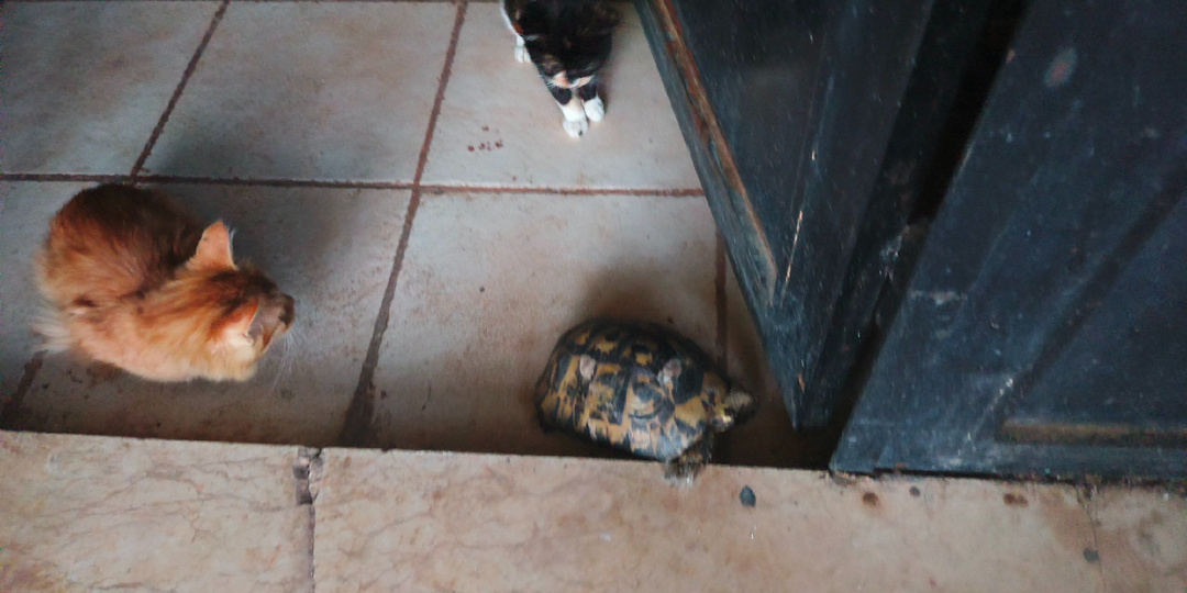 А у нас завелась черепаха