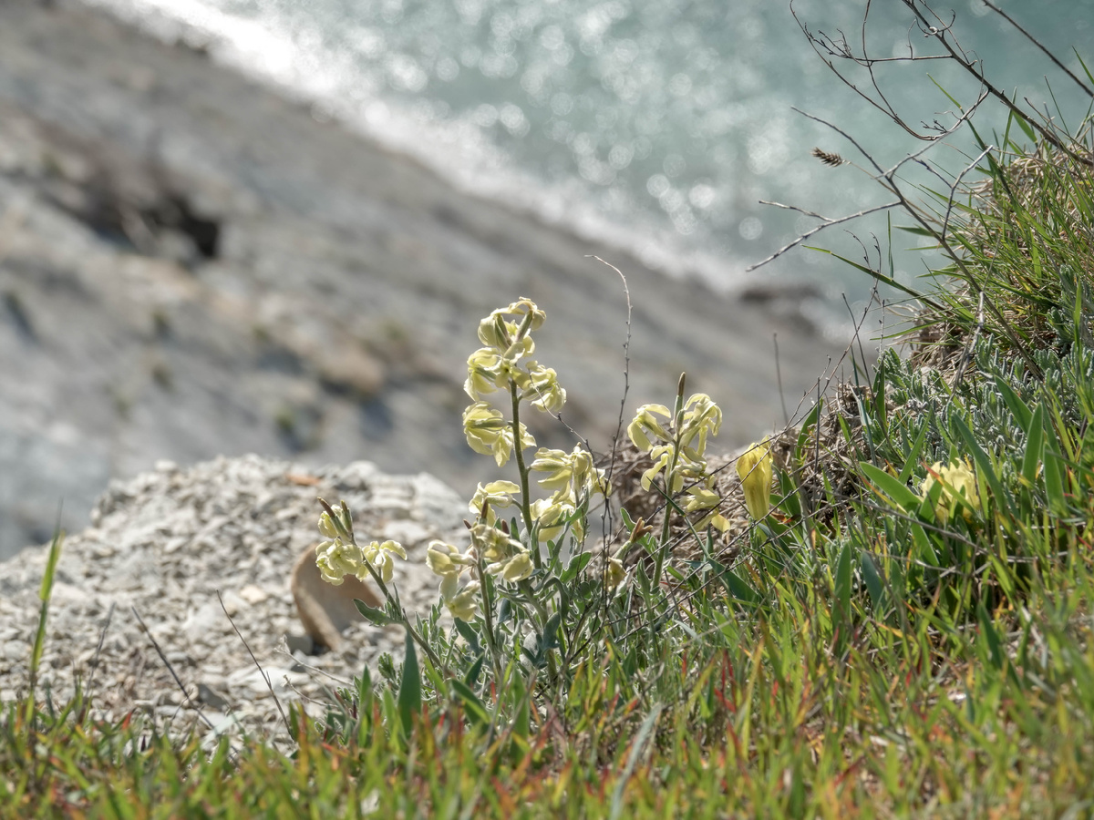 Левкой душистый