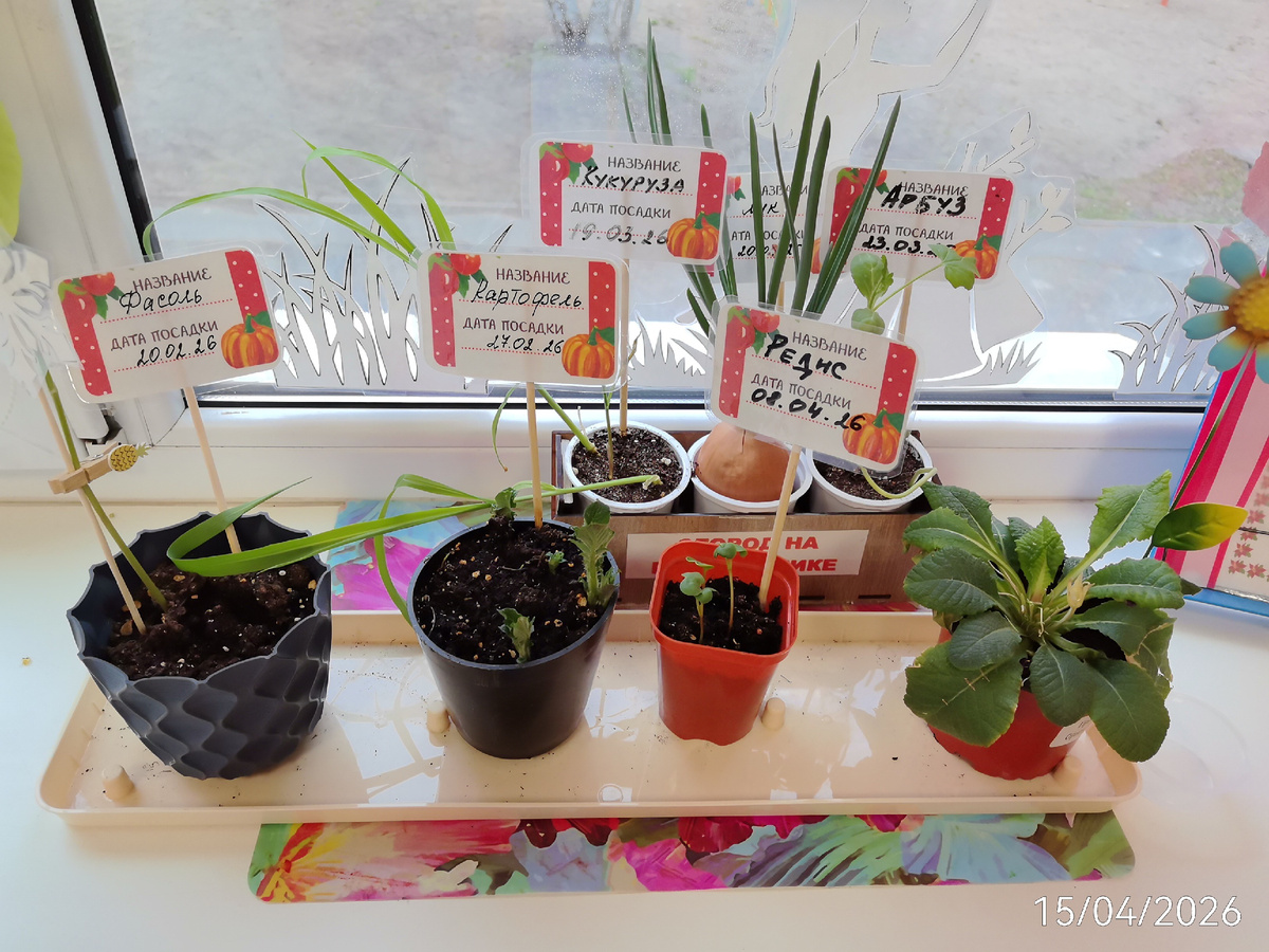 Огород в детском саду. Арбуз, кукуруза, редис, картофель, фасоль, лук. Наблюдают за ростом. 