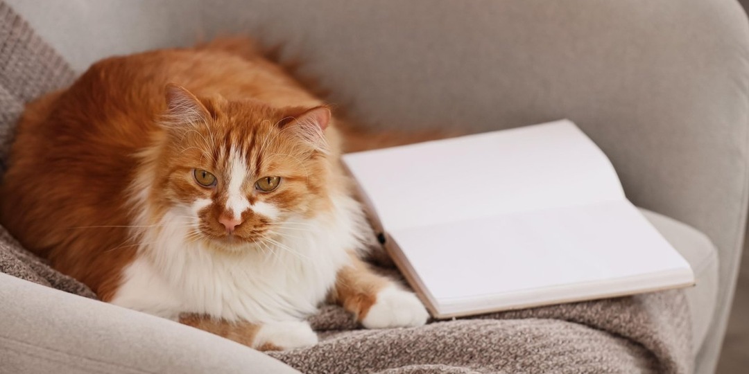 Неравнодушие соседей: в Москве спасли кота с грыжей