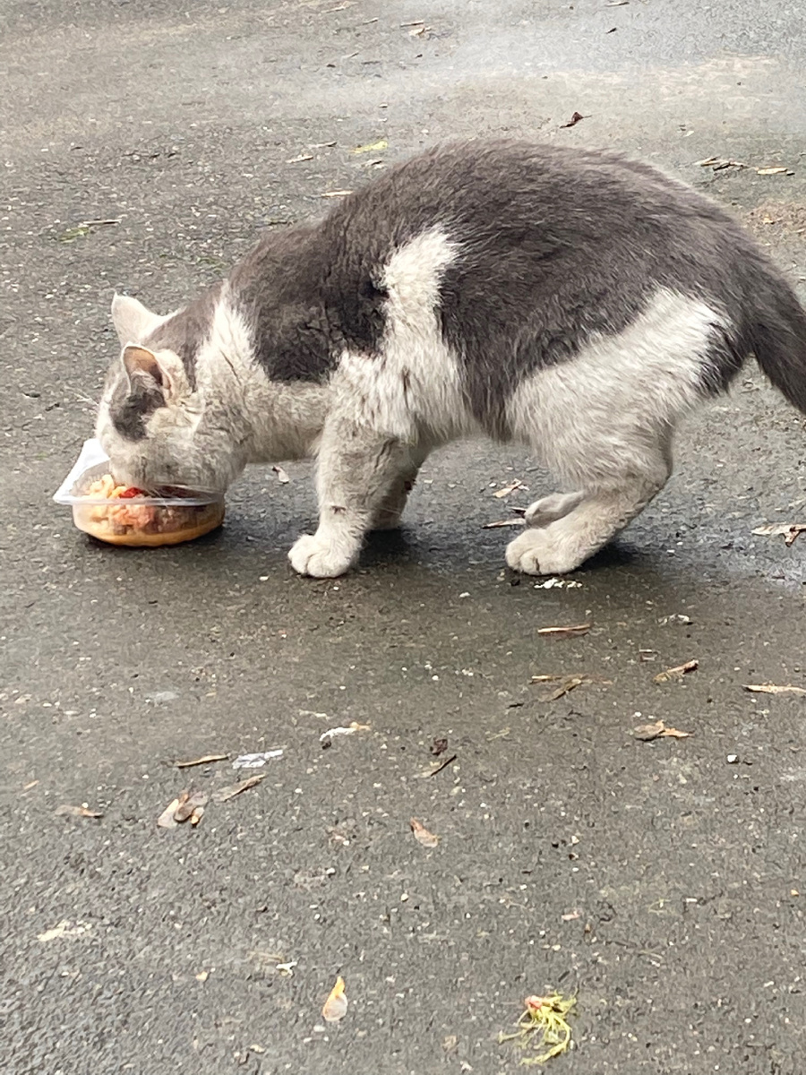 Sky трапезничает