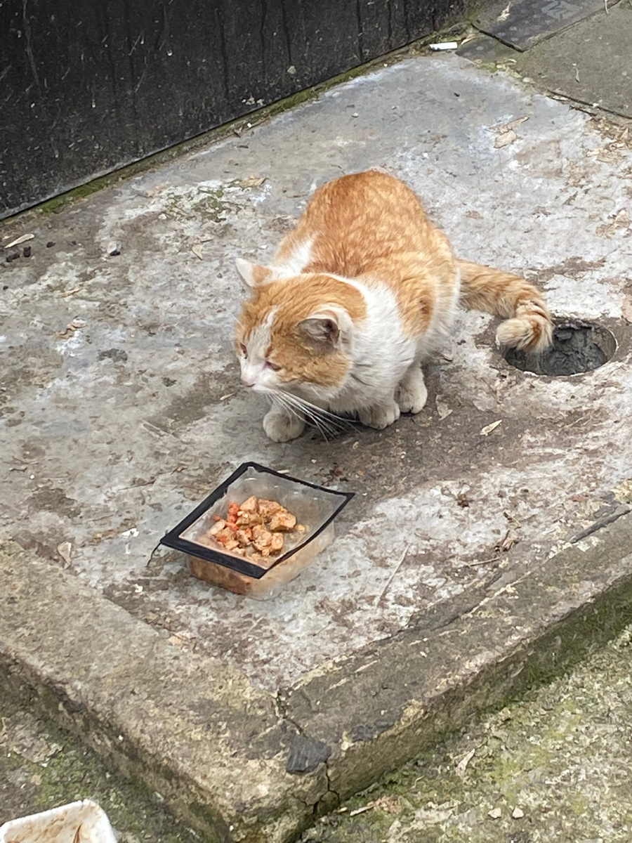 Рыжик кушает