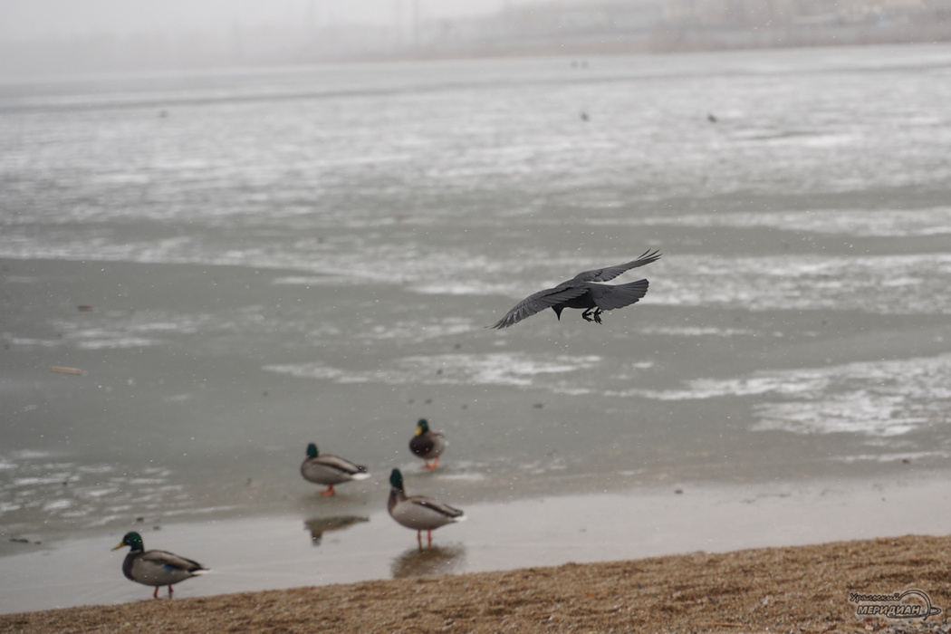    Фото: Лидия Аникина © ИА «Уральский меридиан»