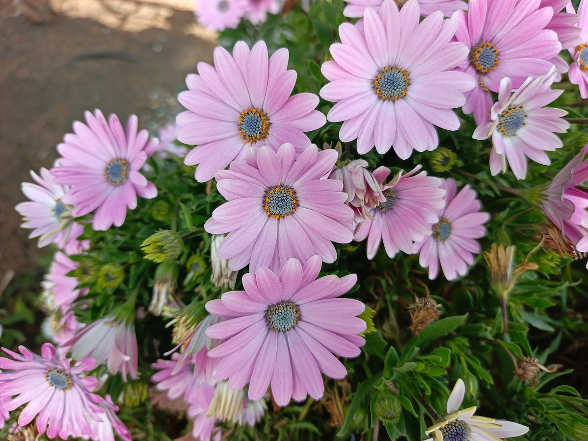 ФТ Сириус, совхоз Россия, апрель 2026 года