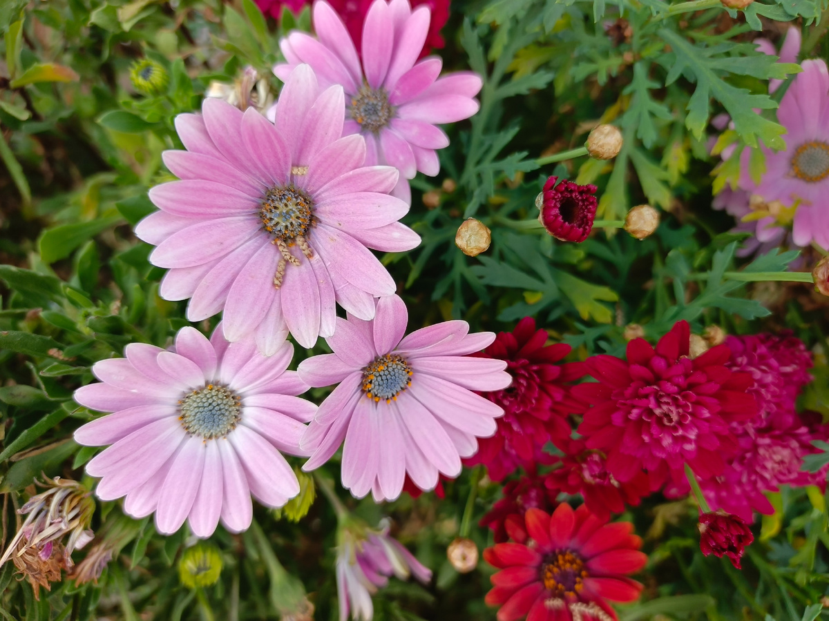 ФТ Сириус, совхоз Россия, апрель 2026 года