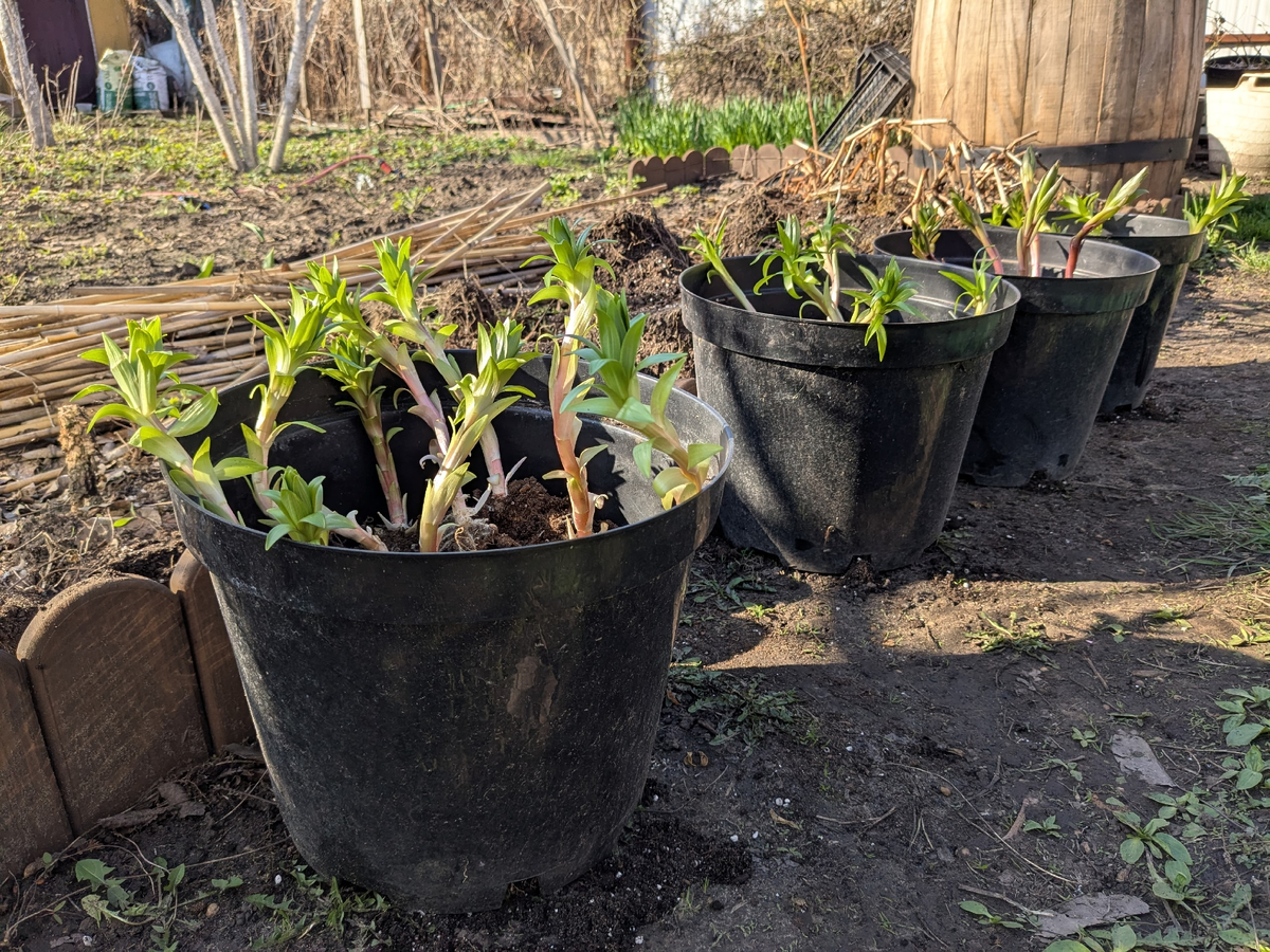 Четыре сорта - четыре горшка