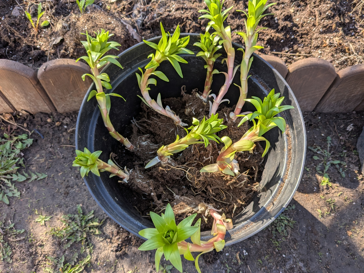 Кривизна ростков скроется под землёй и обрастёт корнями