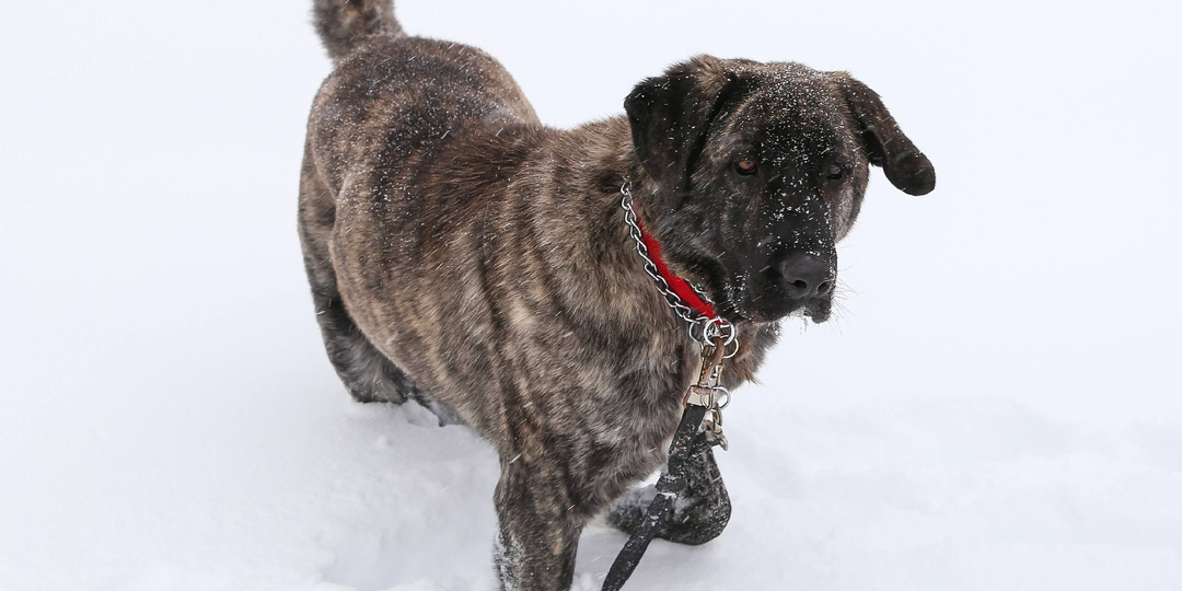 Неожиданный поворот в пристройстве и судьбе тигрового гиганта из приюта