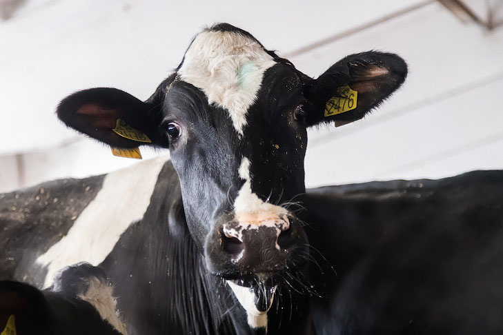    Фото Андрея Заржецкого