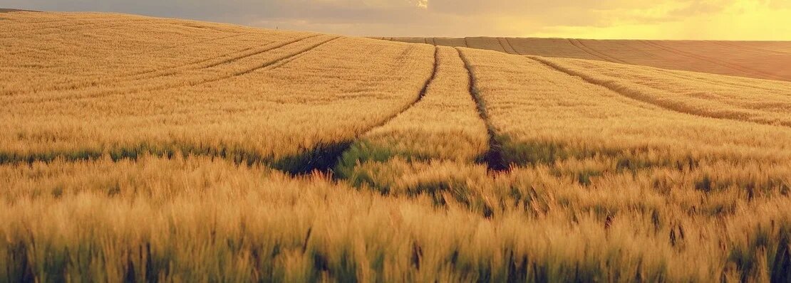 Фото: pixabay.com