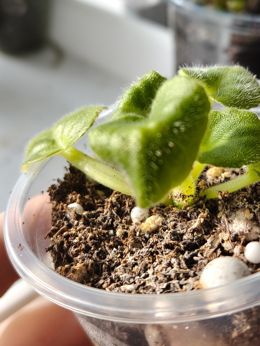 Плесень на грунте.